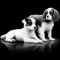 Free 3kg Bag of Pro Plan Dog Food