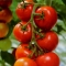 Free Tomato Seeds