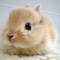 Free Fancy Bunny Nuggets