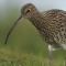 Free 'Birds in our Countryside' Booklet - RSPB