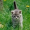 Free Wet Pouch for Kittens