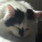 Free Purina Adult Cat Food