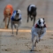 Free Admission & More at Wimbledon Greyhound Stadium