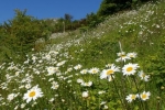 Ecopark, Birmingham
