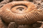 Lapworth Museum of Geology, Birmingham