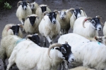 The Museum of Rural Life, East Kilbride