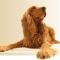 Free Trophy Pet Food