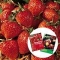 Free Strawberry Plant, 'How to grow fruit' DVD & Strawberry