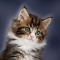 Free Pro-Plan Kitten Food - 1.5kg bag