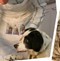 Free Joe & Jack's Natural Food For Dogs