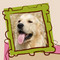 Free Pack of Laughing Dog Food
