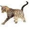 Free Fresh Pets Food Supplement For Odours