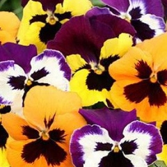 Got green fingers?