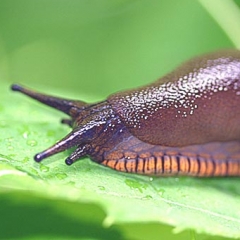 5 ways to get rid of slugs