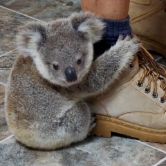 Cute baby animals increase work productivity