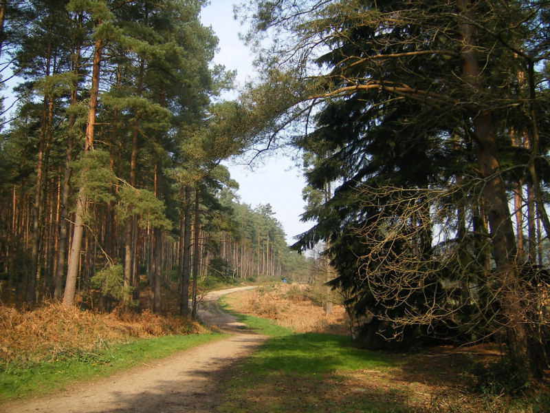 free-day-out-surrey-bourne-wood