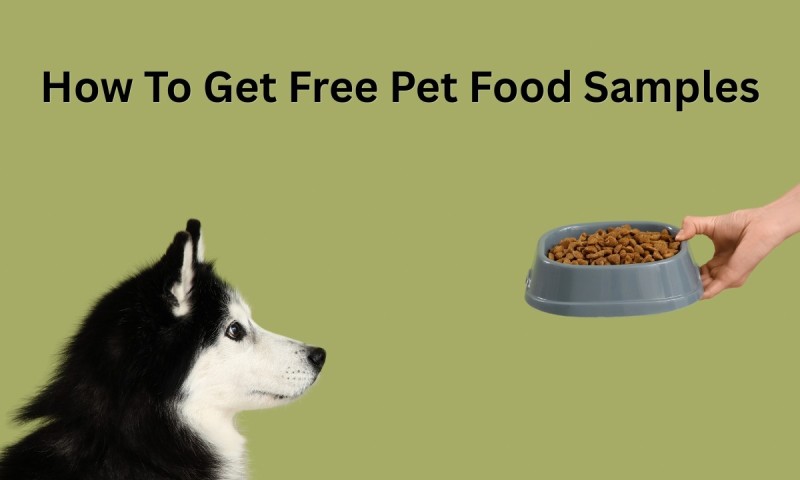Dog staring at its food bowl