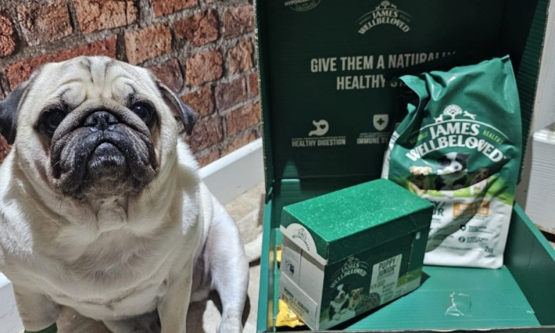 Dog with free samples