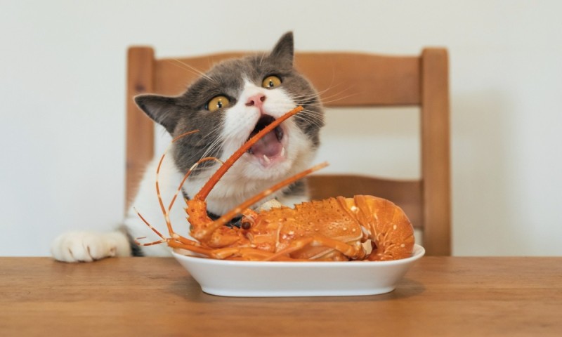 Cat eating a lobster