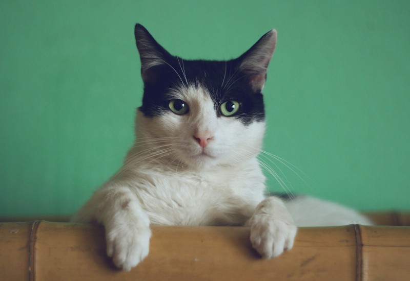 Cat sitting
